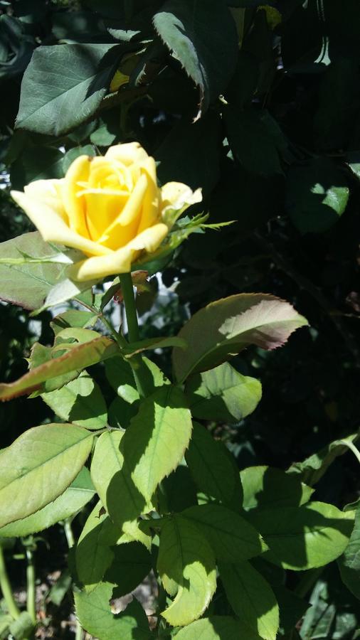 דירות אדאמאס Milos Garden מראה חיצוני תמונה